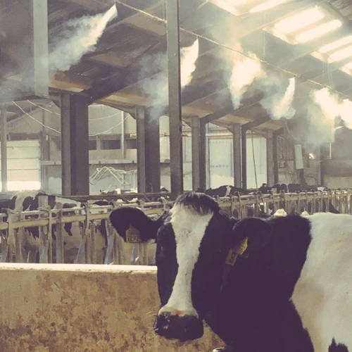 Misting Animal Comfort Dairy